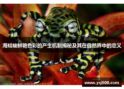 海蛞蝓鲜艳色彩的产生机制揭秘及其在自然界中的意义